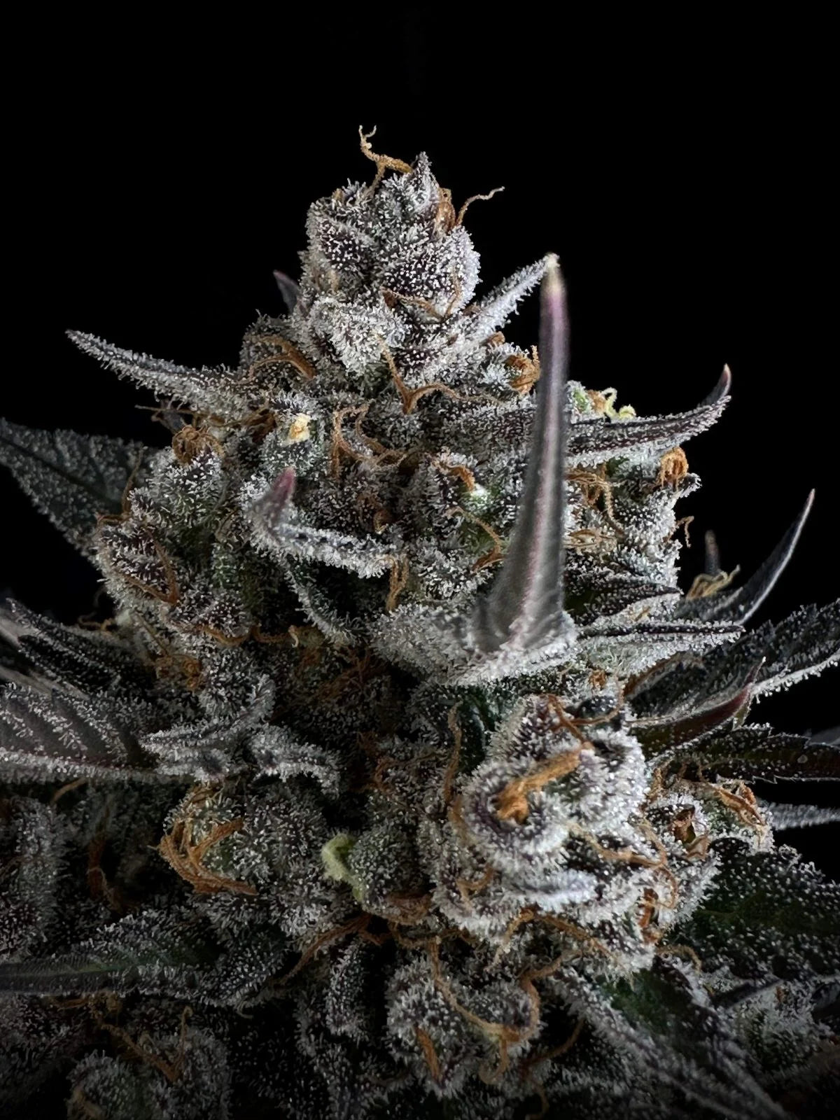 Pound Cake Auto Feminised Seeds – Fast Buds | Highdelberg Seeds