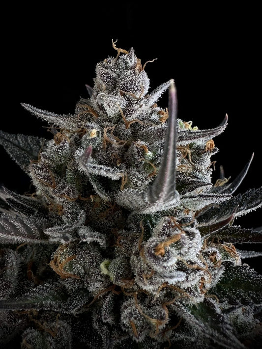 Pound Cake Auto Feminised Seeds – Fast Buds | Highdelberg Seeds