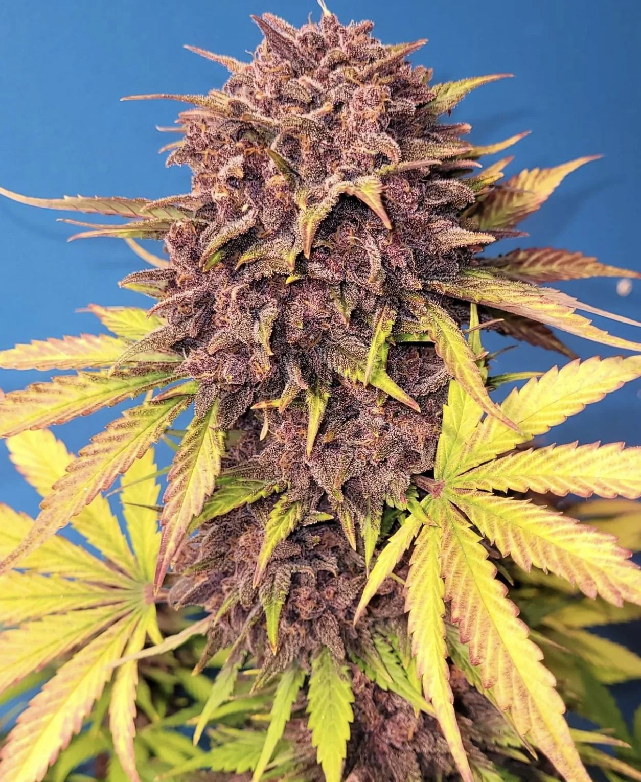 Purple Lemonade Auto Feminised Seeds – Fast Buds | Highdelberg Seeds