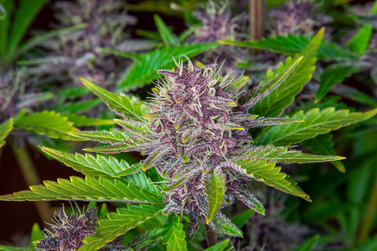 Purple Punch Auto Feminised Seeds – Fast Buds | Highdelberg Seeds