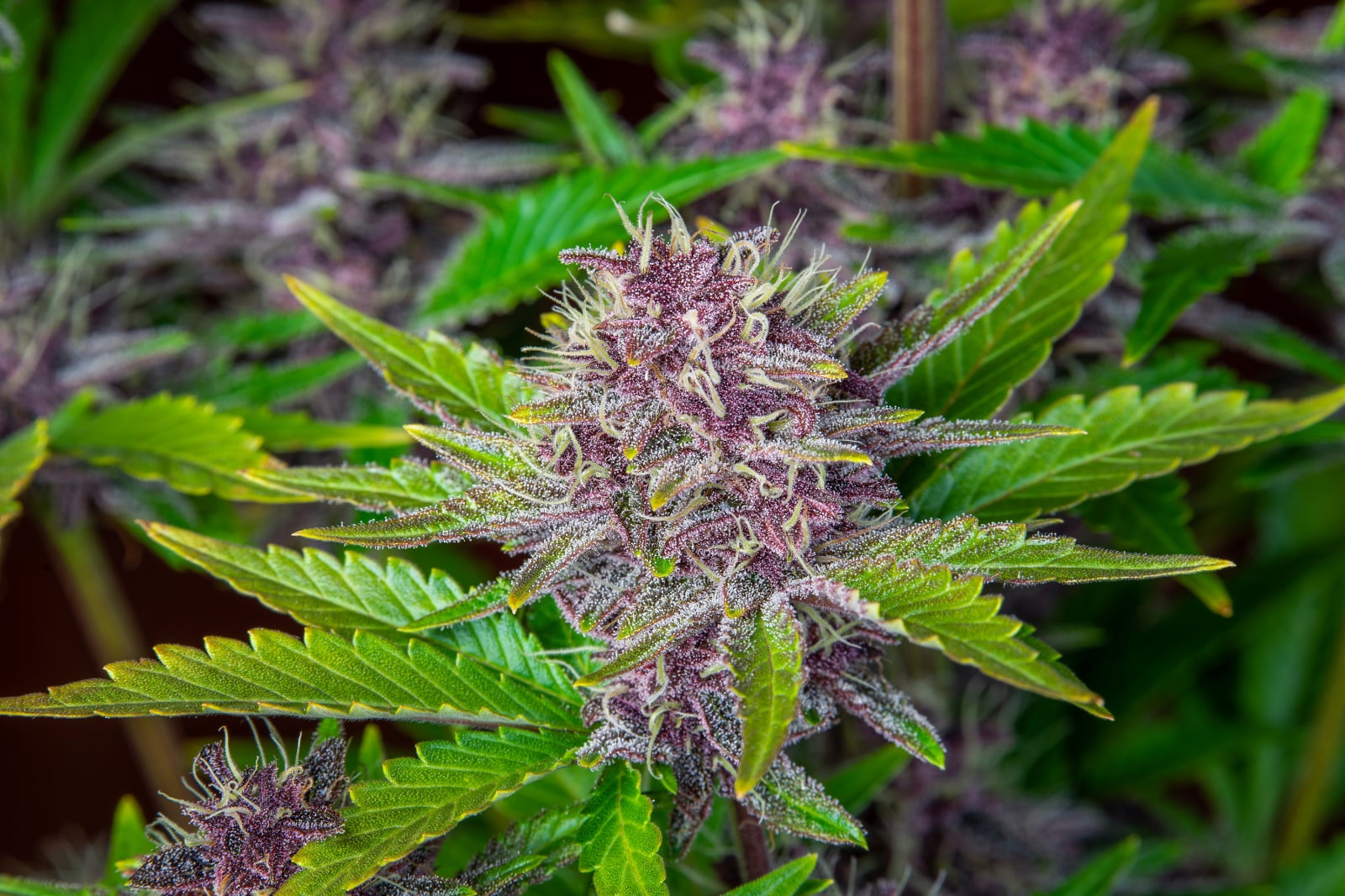 Purple Punch Auto Feminised Seeds – Fast Buds | Highdelberg Seeds