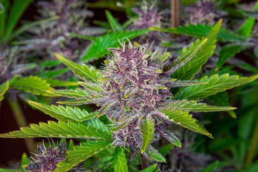 Purple Punch Auto Feminised Seeds – Fast Buds | Highdelberg Seeds