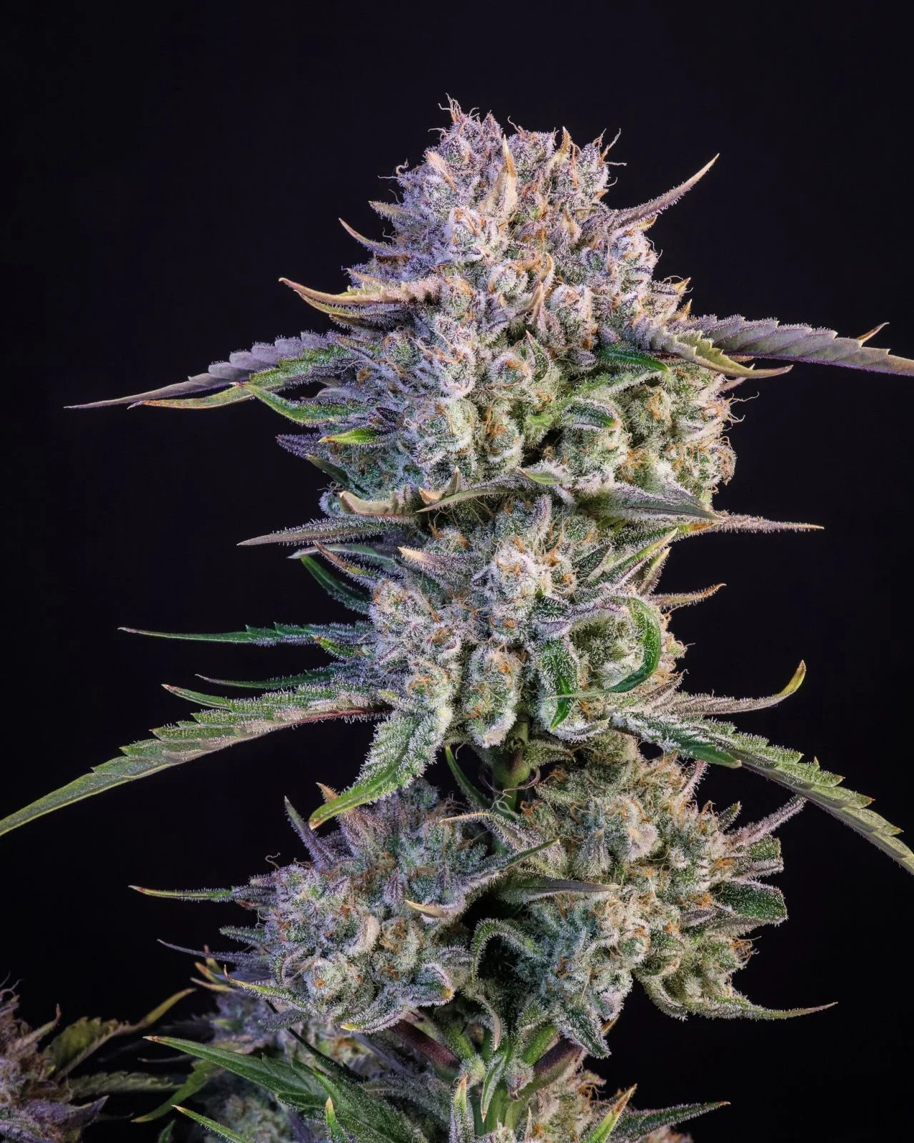 Strawberry Gorilla Auto Feminised Seeds – Fast Buds | Highdelberg Seeds