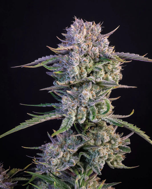 Strawberry Gorilla Auto Feminised Seeds – Fast Buds | Highdelberg Seeds