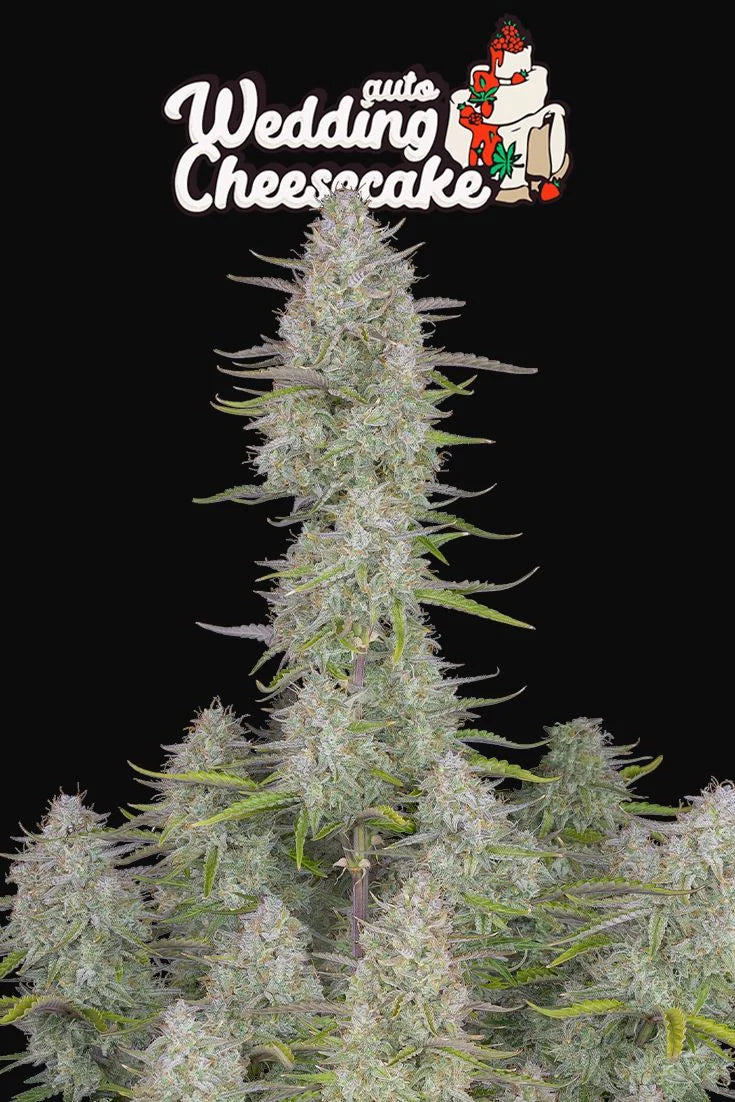 Wedding Cheesecake Auto Feminised Seeds – Fast Buds | Highdelberg Seeds