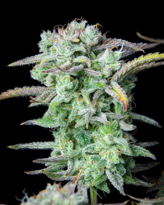 Strawberry Banana Auto Feminised Seeds – Fast Buds | Highdelberg Seeds