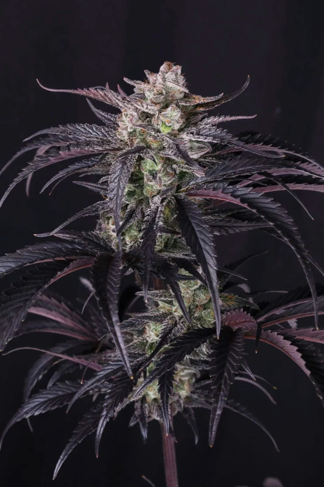 Strawberry Gorilla RF3 Auto Feminised Seeds – Fast Buds | Highdelberg Seeds