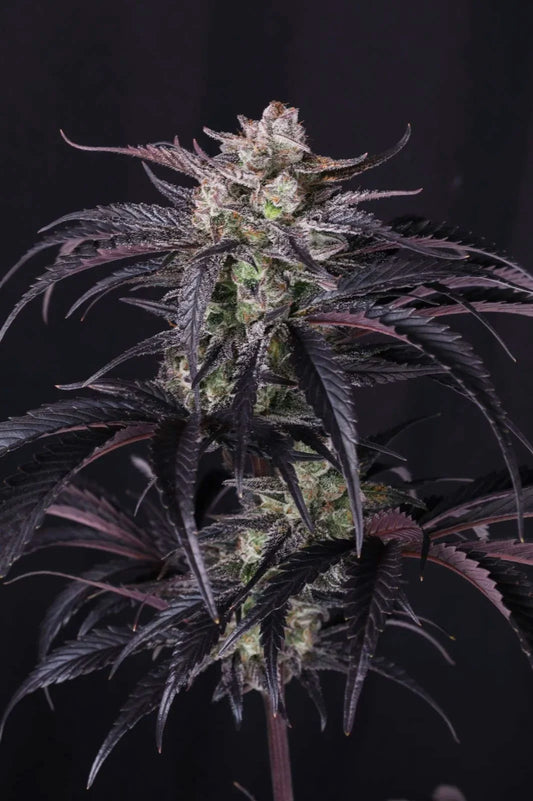 Strawberry Gorilla RF3 Auto Feminised Seeds – Fast Buds | Highdelberg Seeds