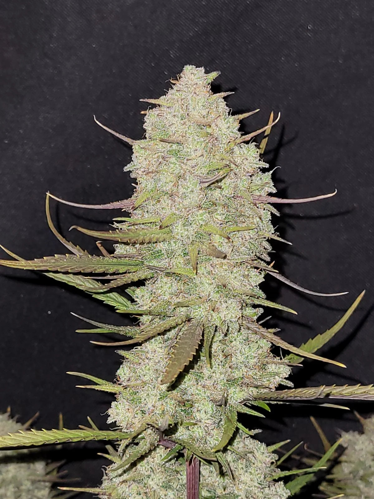 Tropicana Cookies Auto Feminised Seeds – Fast Buds | Highdelberg Seeds