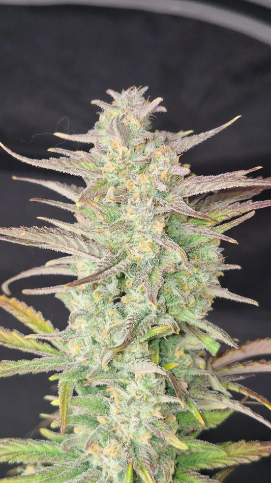 Z-Up Auto Feminised Seeds – Fast Buds | Highdelberg Seeds