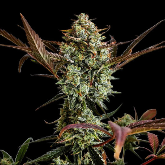 Ztrawberriez Auto Feminised Seeds – Fast Buds | Highdelberg Seeds
