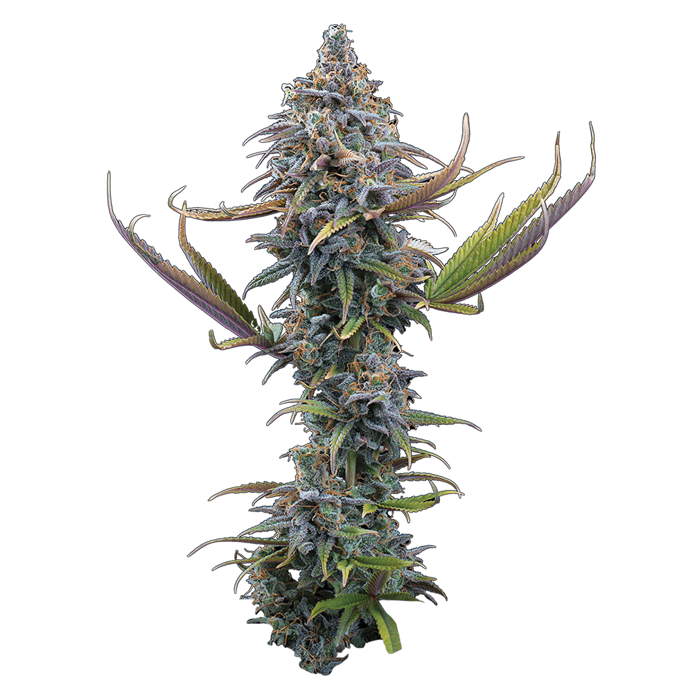 Apollo Feminisierte Samen – Brothers Grimm Seeds – Brothers Grimm Seeds | Highdelberg Seeds