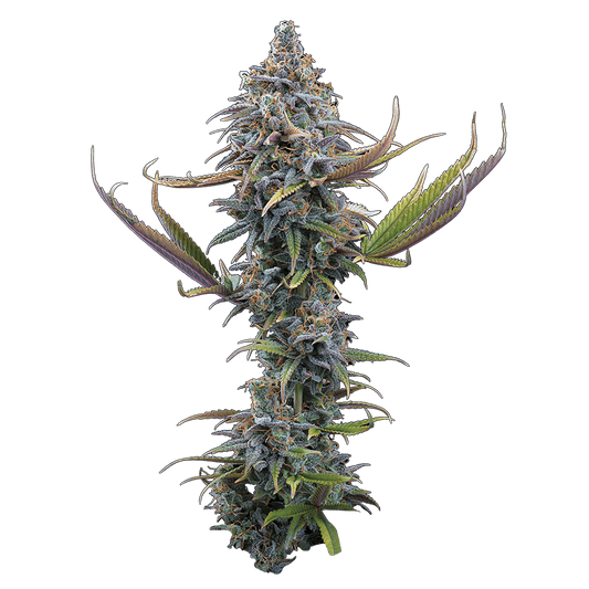 Apollo Feminisierte Samen – Brothers Grimm Seeds – Brothers Grimm Seeds | Highdelberg Seeds