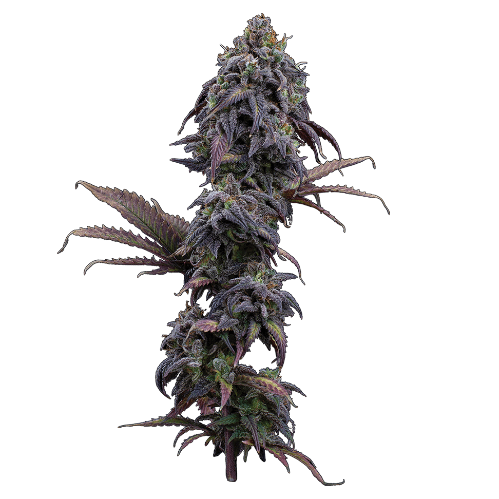 Princess Haze Feminisierte Samen – Brothers Grimm Seeds – Brothers Grimm Seeds | Highdelberg Seeds