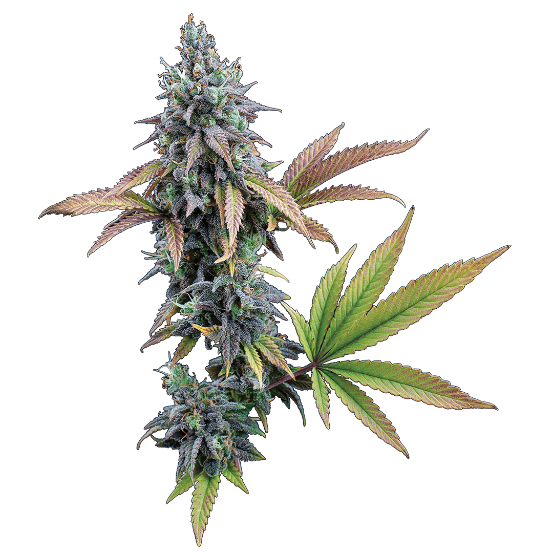 Cinderella 99 Feminisierte Samen – Brothers Grimm Seeds – Brothers Grimm Seeds | Highdelberg Seeds