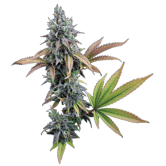 Cinderella 99 Feminisierte Samen – Brothers Grimm Seeds – Brothers Grimm Seeds | Highdelberg Seeds