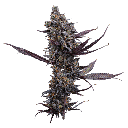 Cinderella Pineapple Feminisierte Samen – Brothers Grimm Seeds – Brothers Grimm Seeds | Highdelberg Seeds