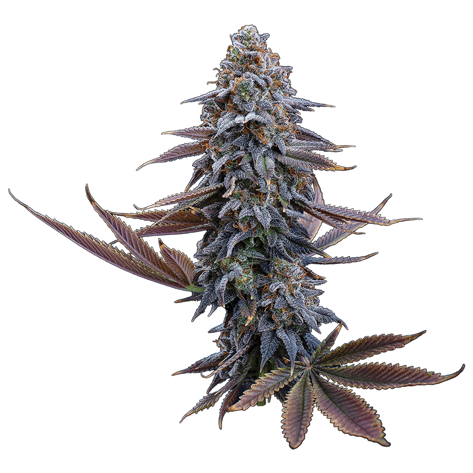 G13 Genius Feminisierte Samen – Brothers Grimm Seeds – Brothers Grimm Seeds | Highdelberg Seeds