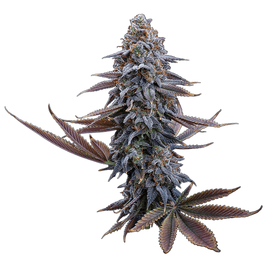G13 Genius Feminisierte Samen – Brothers Grimm Seeds – Brothers Grimm Seeds | Highdelberg Seeds