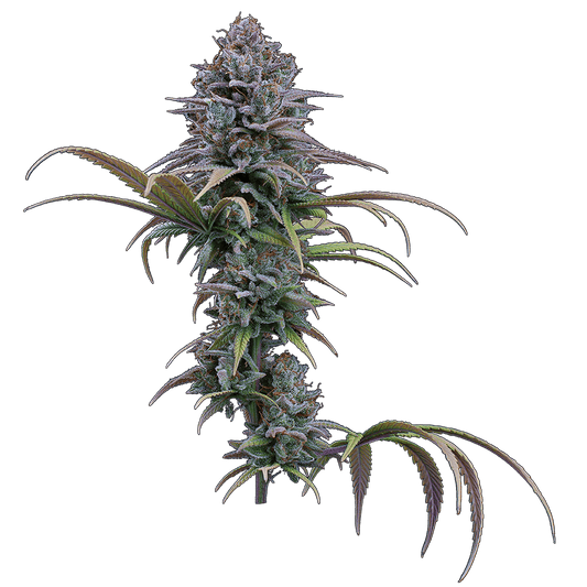 Grimm Glue Feminisierte Samen – Brothers Grimm Seeds – Brothers Grimm Seeds | Highdelberg Seeds
