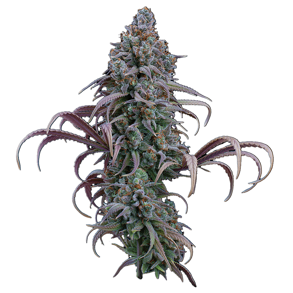 Rosetta Stone Feminisierte Samen – Brothers Grimm Seeds – Brothers Grimm Seeds | Highdelberg Seeds