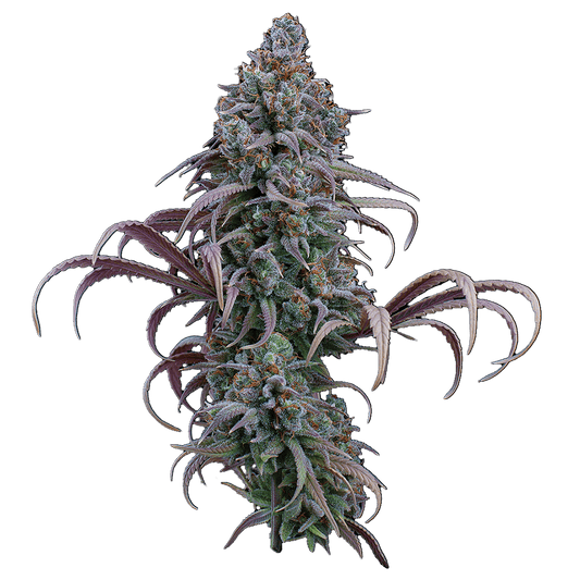 Rosetta Stone Feminisierte Samen – Brothers Grimm Seeds – Brothers Grimm Seeds | Highdelberg Seeds