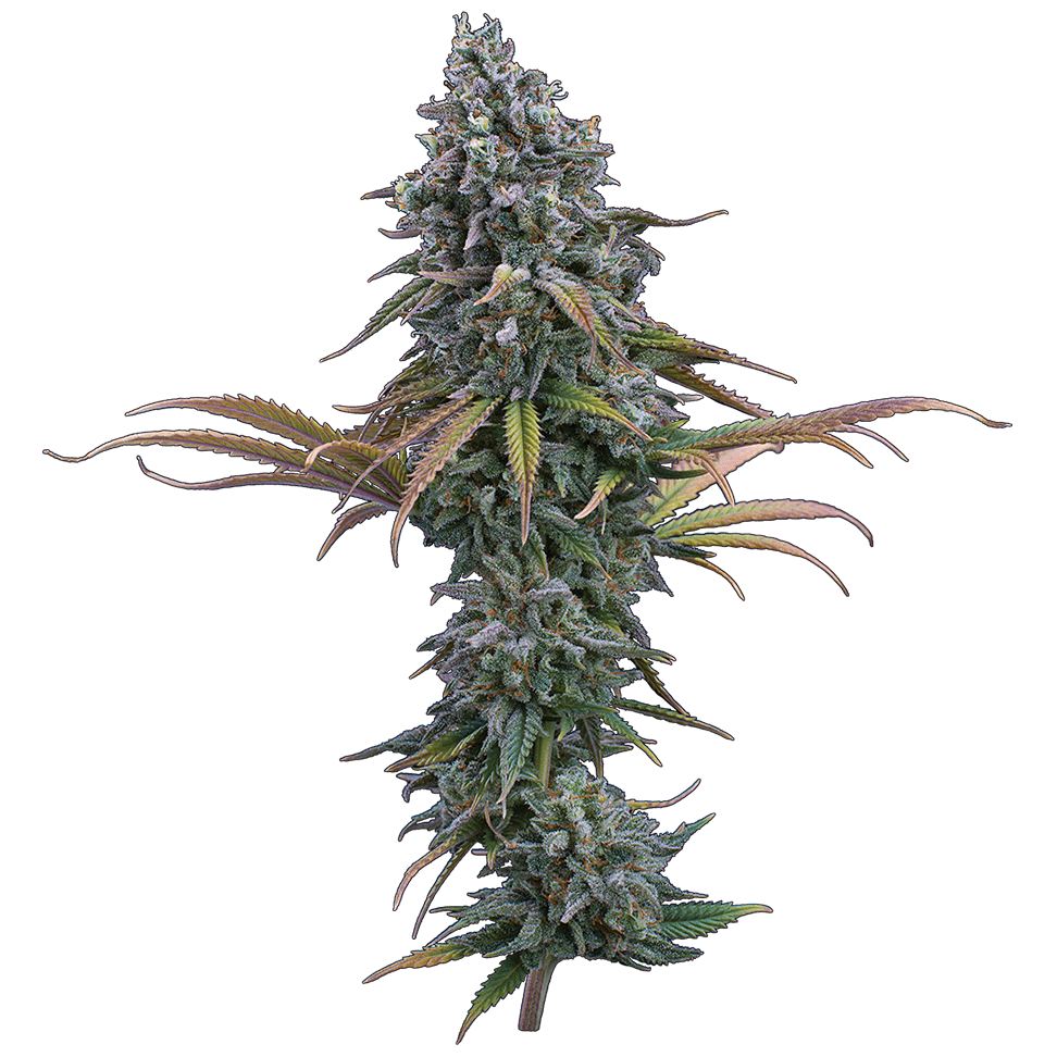 Space Queen Feminisierte Samen – Brothers Grimm Seeds – Brothers Grimm Seeds | Highdelberg Seeds