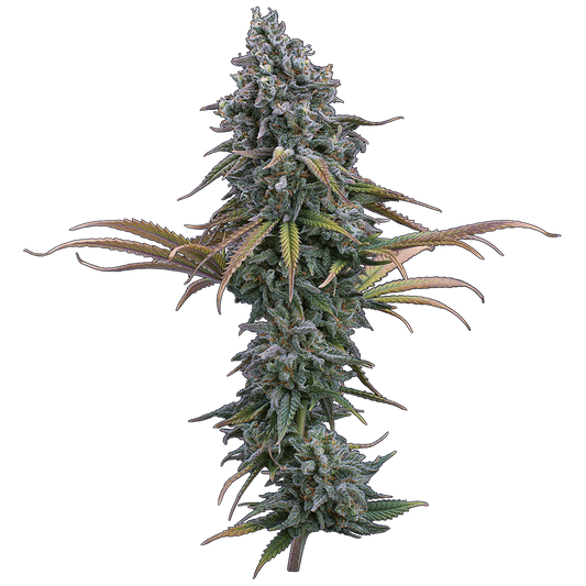 Space Queen Feminisierte Samen – Brothers Grimm Seeds – Brothers Grimm Seeds | Highdelberg Seeds