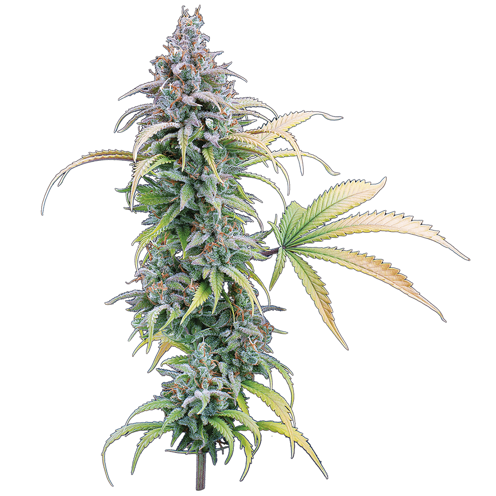 Thai Herer 99 Feminisierte Samen – Brothers Grimm Seeds – Brothers Grimm Seeds | Highdelberg Seeds