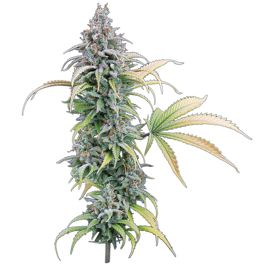 Thai Herer 99 Feminisierte Samen – Brothers Grimm Seeds – Brothers Grimm Seeds | Highdelberg Seeds