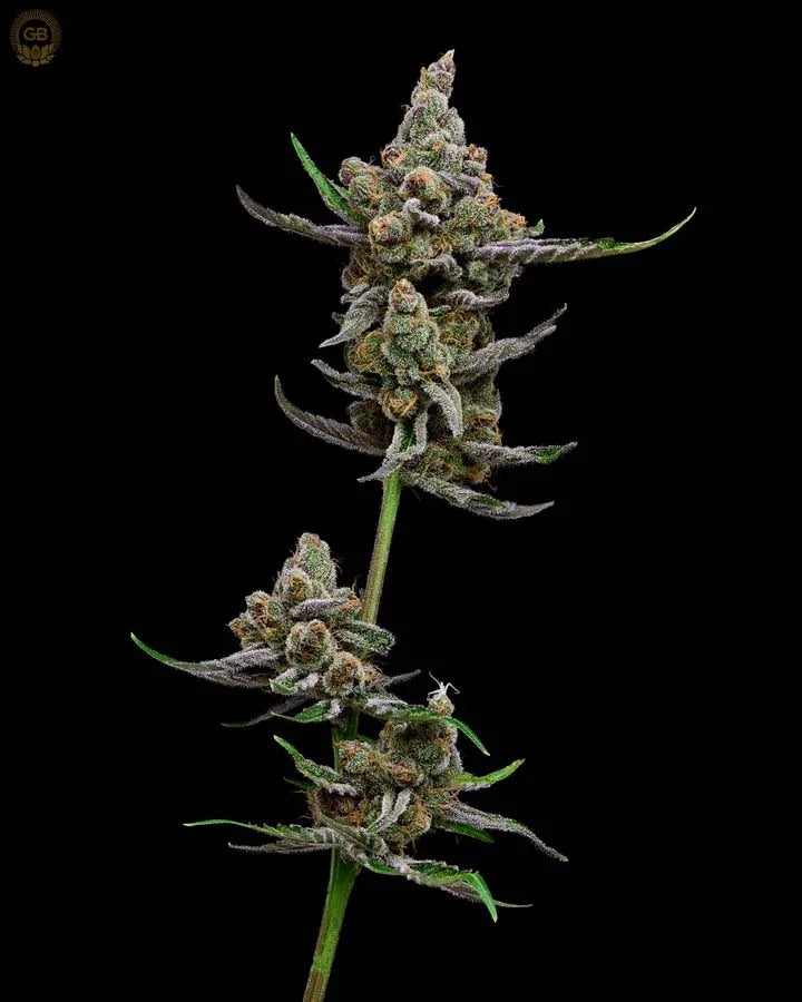Sail Haten Feminisierte Samen – Green Bodhi – Green Bodhi | Highdelberg Seeds