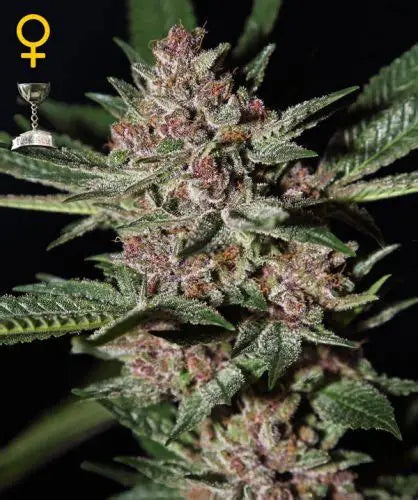 Bubba Kush Feminised Seeds – Greenhouse Seed Co. | Highdelberg Seeds