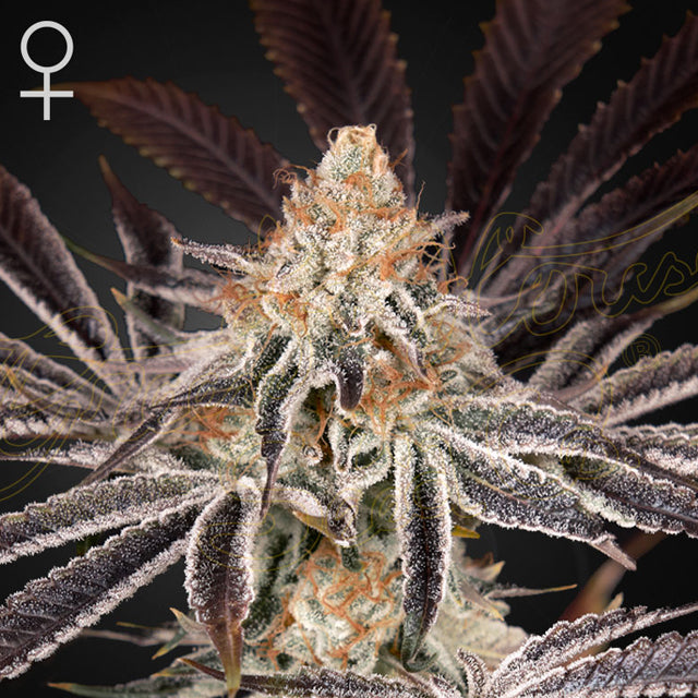 Dark Phoenix Feminised Seeds – Greenhouse Seed Co. | Highdelberg Seeds