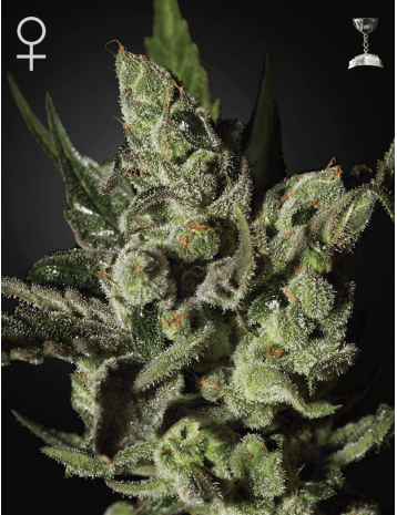 Exodus Cheese Feminised Seeds – Greenhouse Seed Co. | Highdelberg Seeds