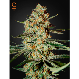 Himalaya Gold Feminised Seeds – Greenhouse Seed Co. | Highdelberg Seeds