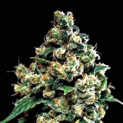 Jack Herer Feminised Seeds – Greenhouse Seed Co. | Highdelberg Seeds