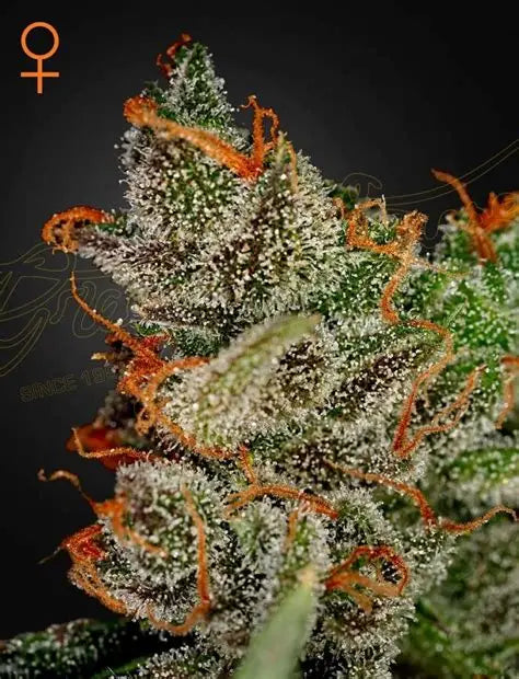 King's Kush Feminised Seeds – Greenhouse Seed Co. | Highdelberg Seeds