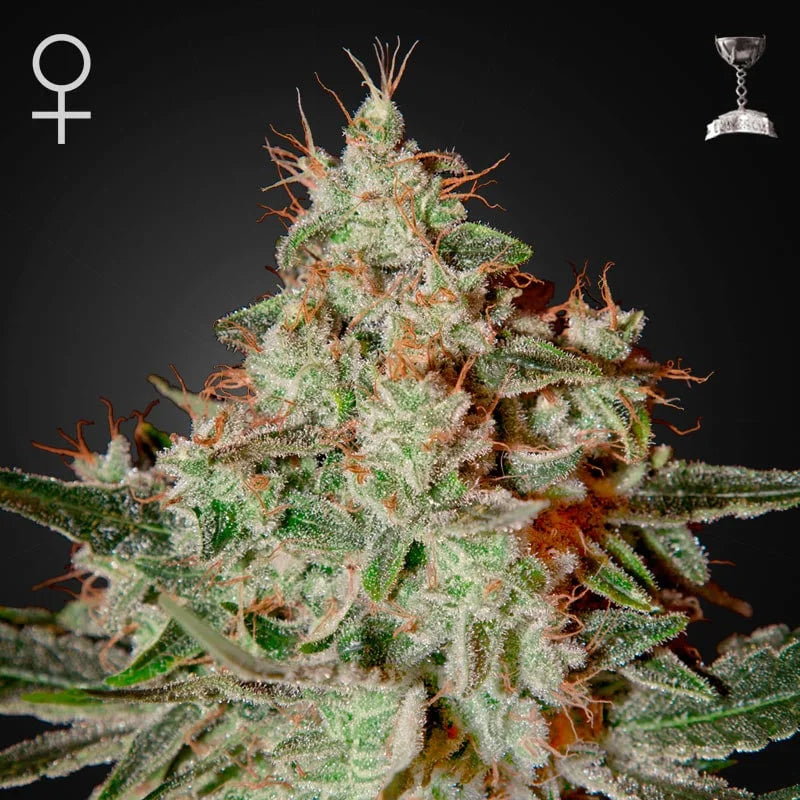 Lemon Skunk Feminised Seeds – Greenhouse Seed Co. | Highdelberg Seeds