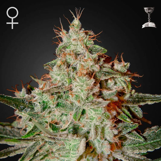 Lemon Skunk Feminised Seeds – Greenhouse Seed Co. | Highdelberg Seeds