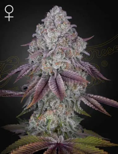 Persian Pie Feminised Seeds – Greenhouse Seed Co. | Highdelberg Seeds