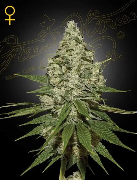 Super Lemon Haze Feminised Seeds – Greenhouse Seed Co. | Highdelberg Seeds