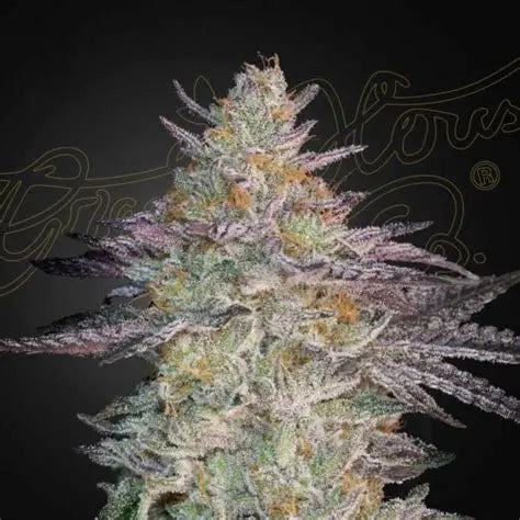 Super Lemon Haze x GMO Feminised Seeds – Greenhouse Seed Co. | Highdelberg Seeds