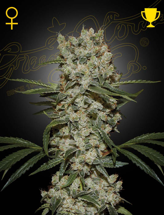 Super Silver Haze Feminised Seeds – Greenhouse Seed Co. | Highdelberg Seeds