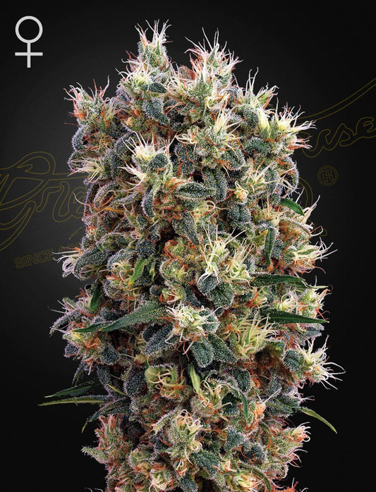 The Church Feminised Seeds – Greenhouse Seed Co. | Highdelberg Seeds
