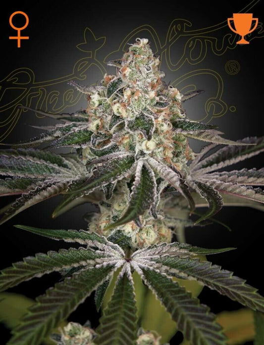 White Widow Feminised Seeds – Greenhouse Seed Co. | Highdelberg Seeds