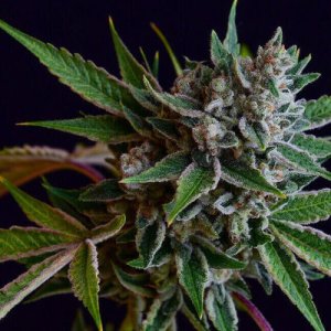 Sour Affie Regular Samen – Green Bodhi – Green Bodhi | Highdelberg Seeds