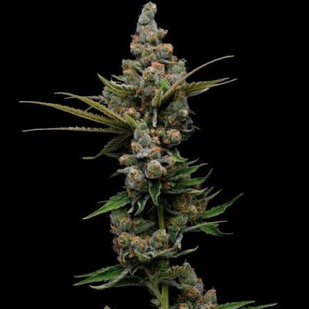 Guava Slushy Feminisierte Samen – Green Bodhi – Green Bodhi | Highdelberg Seeds