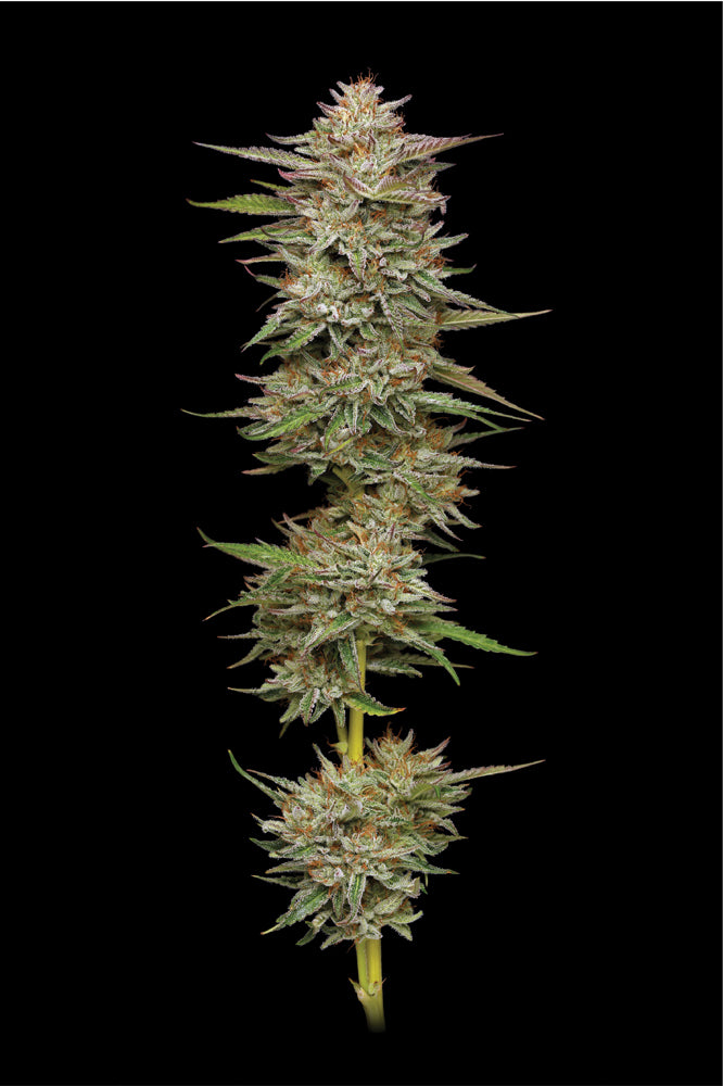 Banana OG Feminised Seeds – Humboldt Seed Co. | Highdelberg Seeds