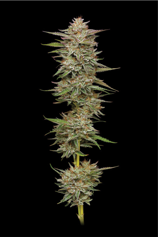 Banana OG Feminised Seeds – Humboldt Seed Co. | Highdelberg Seeds