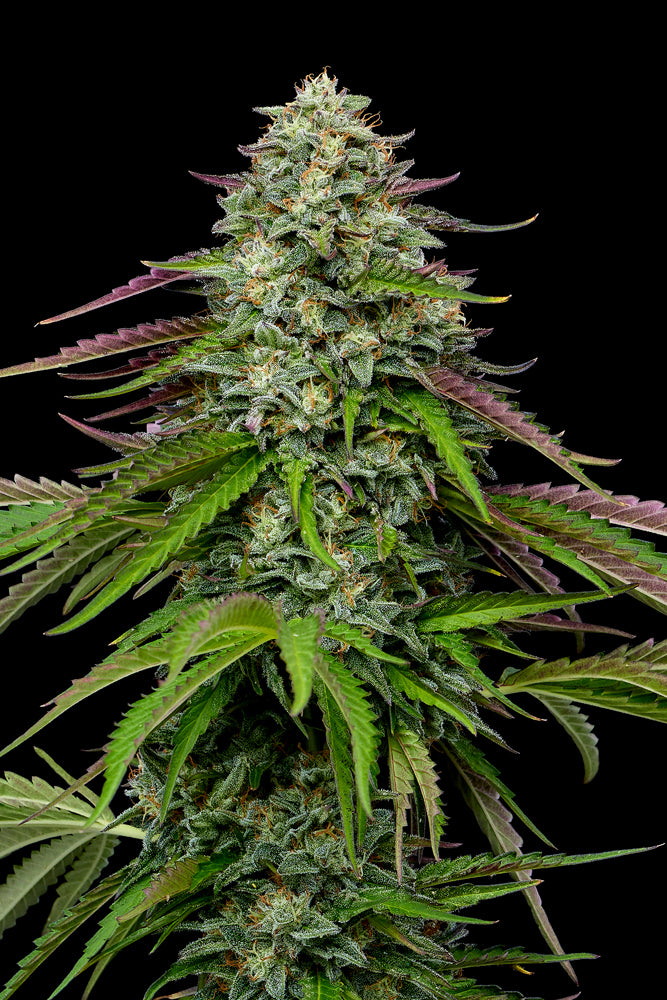 Garlic Budder Auto Feminised Seeds – Humboldt Seed Co. | Highdelberg Seeds